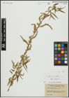 Foto von Salix alba subsp. vitellina (L.) Arcang. x Salix babylonica L.